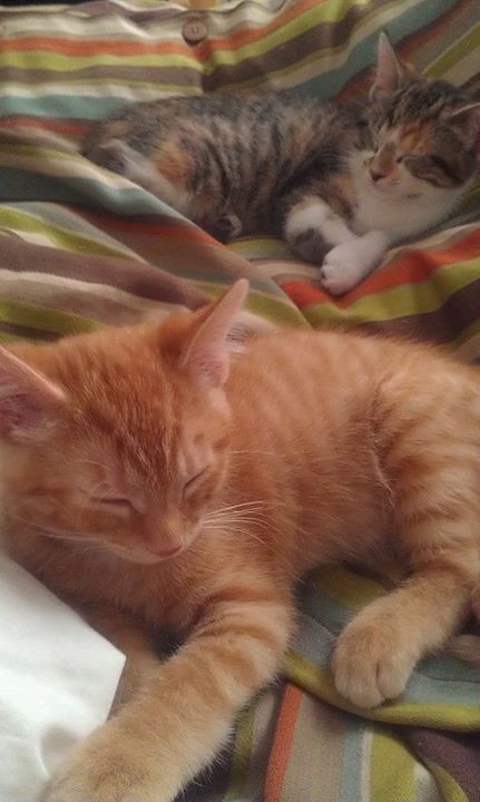 Sleepy kitties, two of them, on a bed