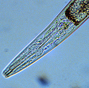 The roundworm C. elegans